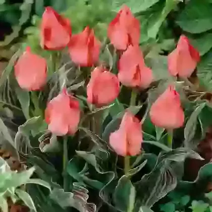Oratorio